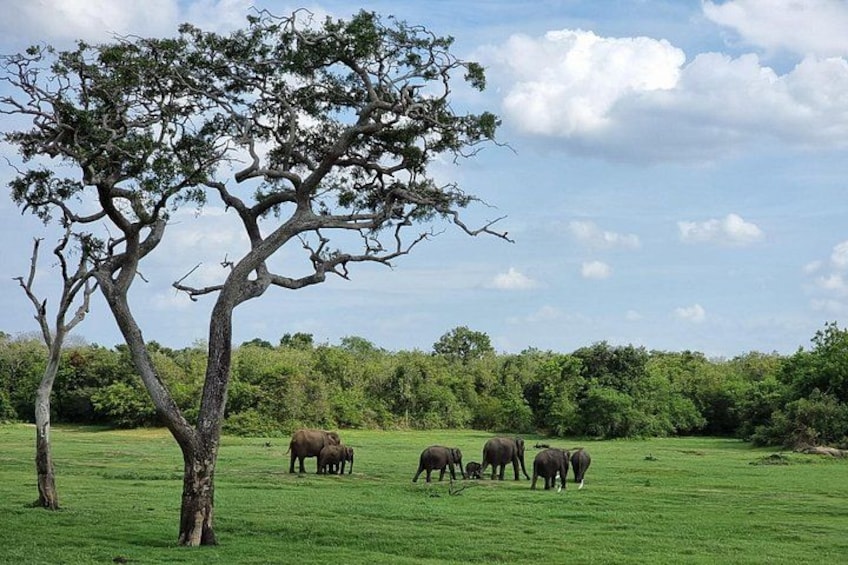 Un champ herbeux avec un grand arbre et plusieurs éléphants. 5