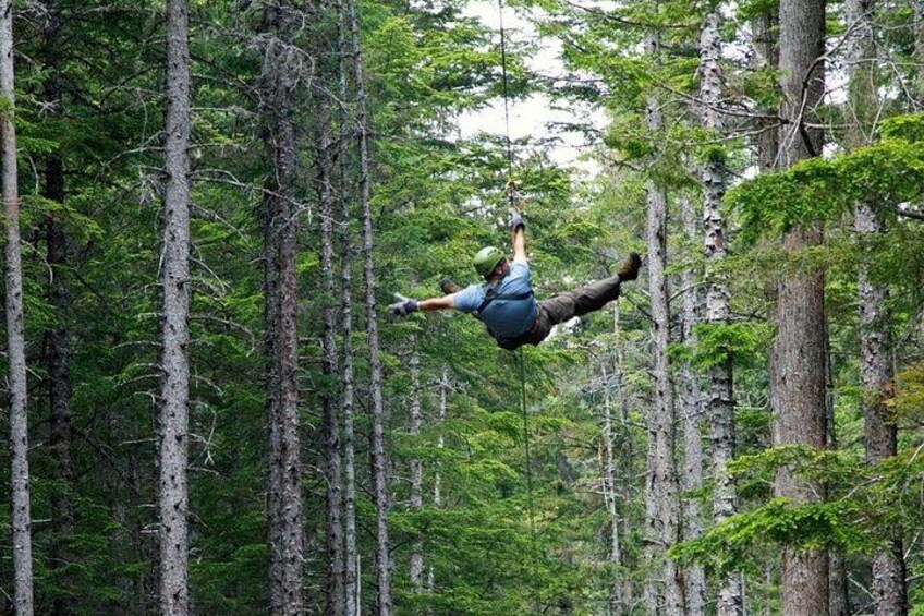 Una persona che si dondola su una corda in una foresta. 4