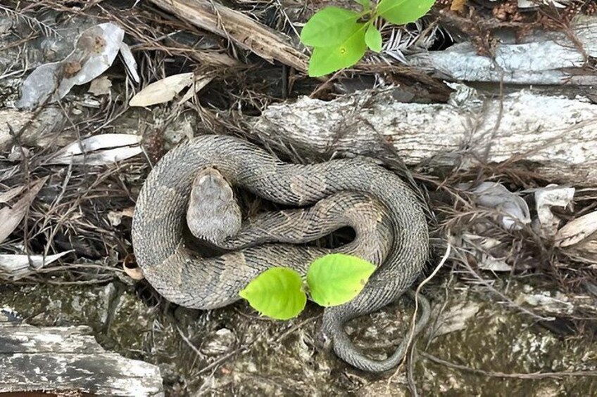 A snake coiled on a rocky surface with green leaves nearby. 3