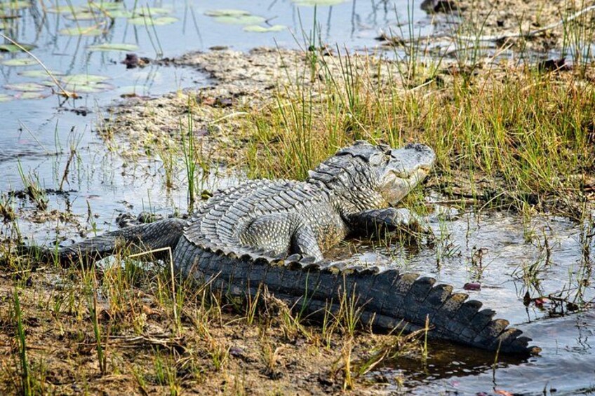 An alligator resting in shallow water with grass and lily pads around. 5