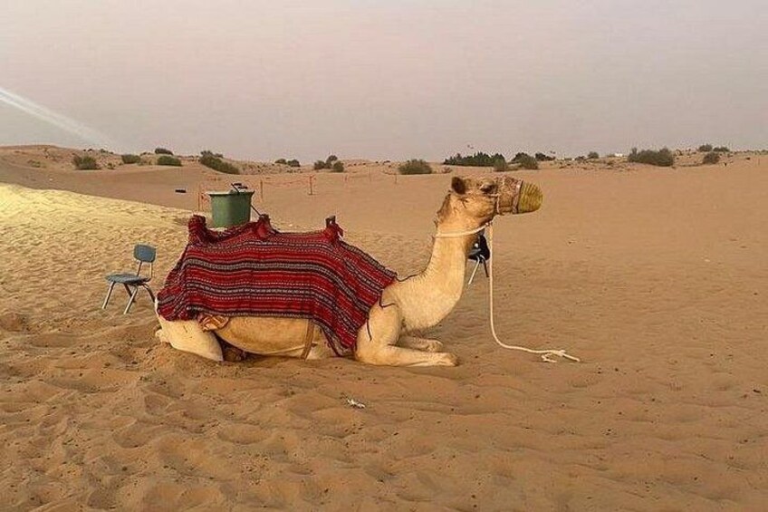 Quad Bike Adventure with Transfer in Ras Al Khaimah 2