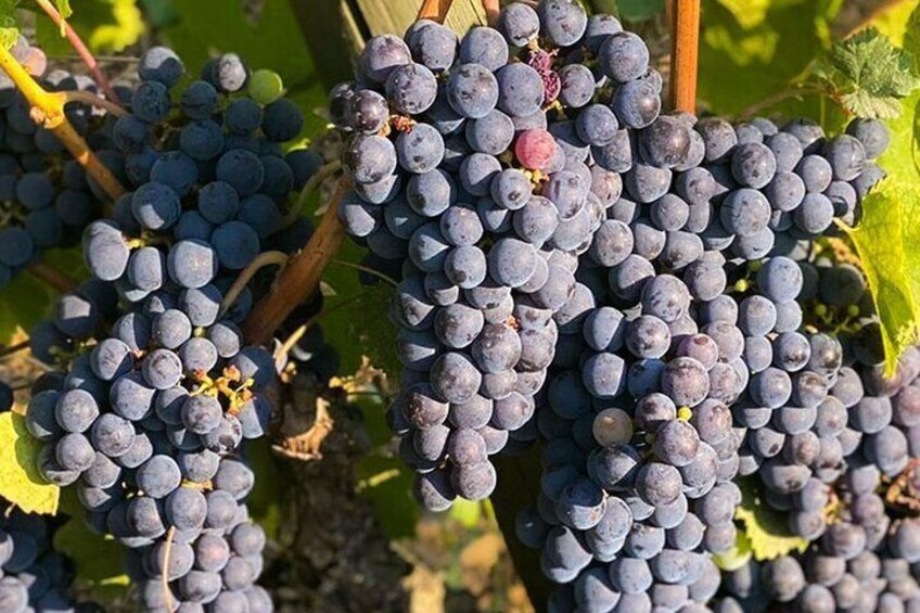 Grapes during harvest 3