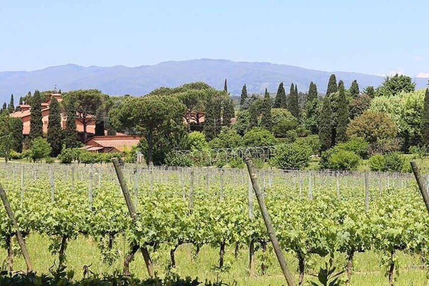 Vineyards near Lucca 1
