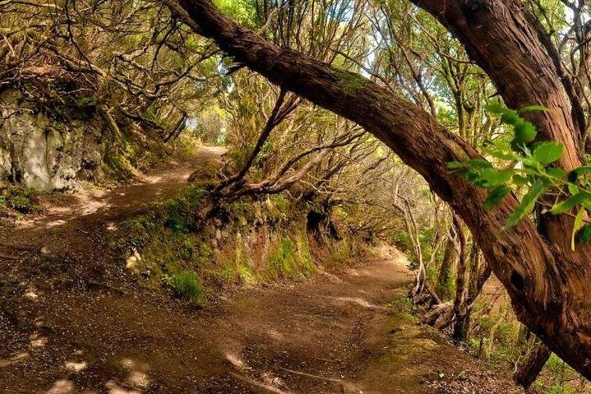 Tenerife: Santa Cruz, Anaga and La Laguna with guide included 5