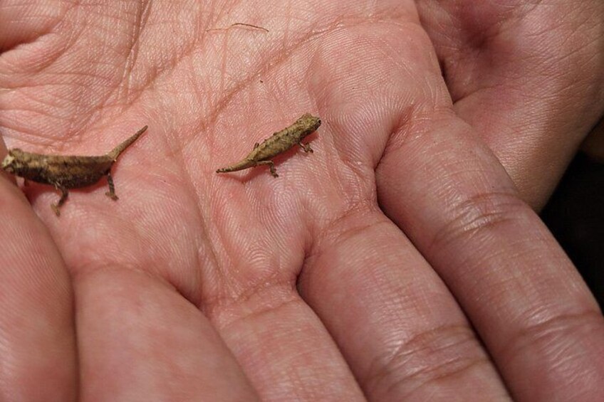 A hand holding two small insects. 5