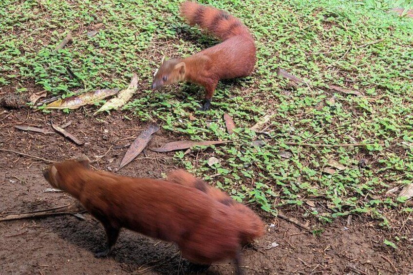 Two red squirrels on a ground covered with green leaves and brown soil. 4