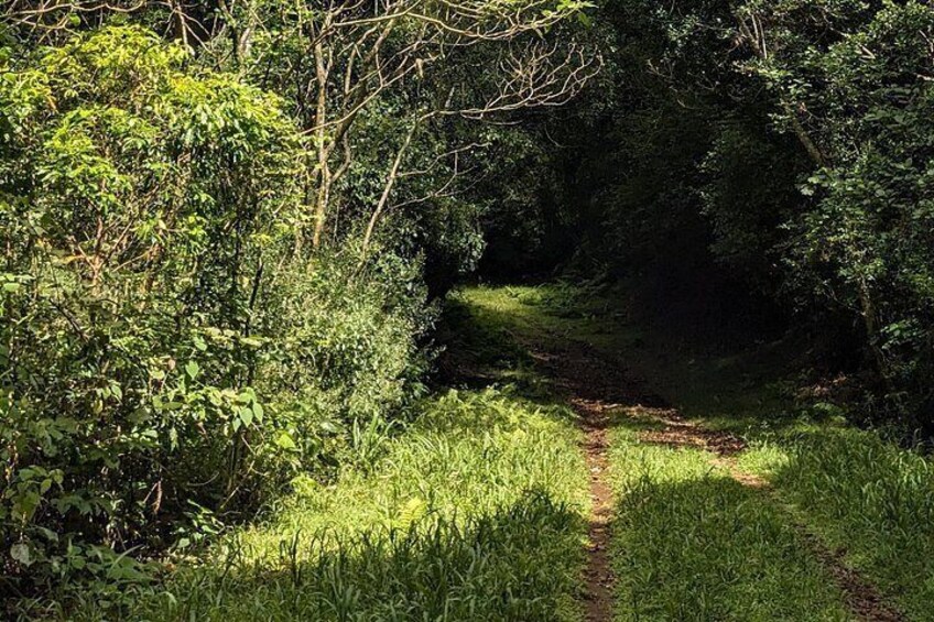 A narrow forest path surrounded by dense greenery. 3