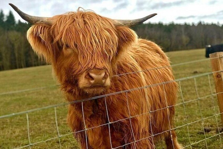 A Highland cow standing behind a wire fence in a grassy field with trees in the background. 5
