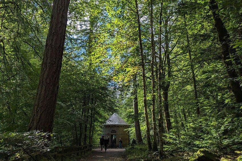 A forest path leading to a small building surrounded by tall trees. 3