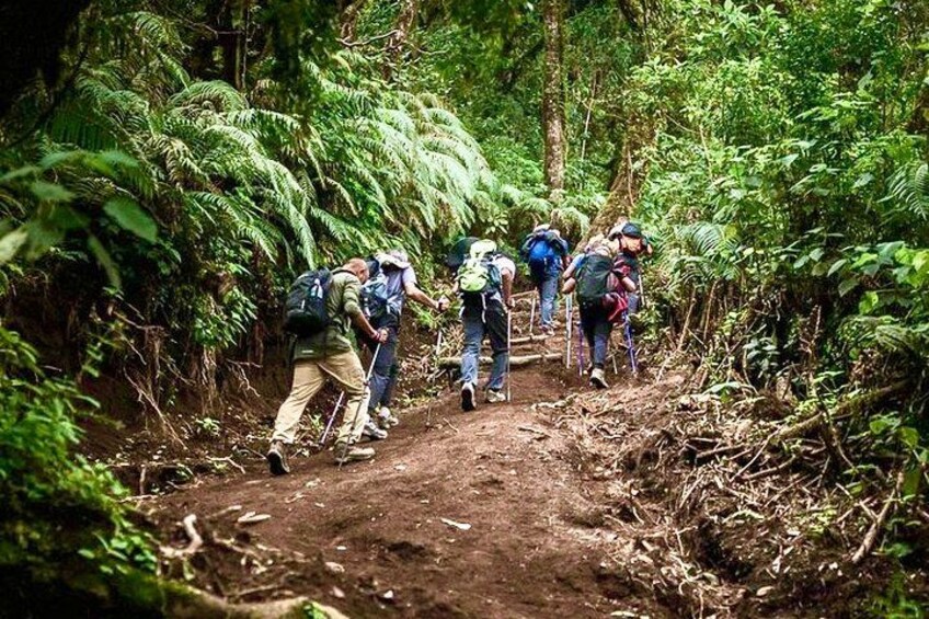 Hikers on a dirt trail surrounded by dense ferns and trees. 2