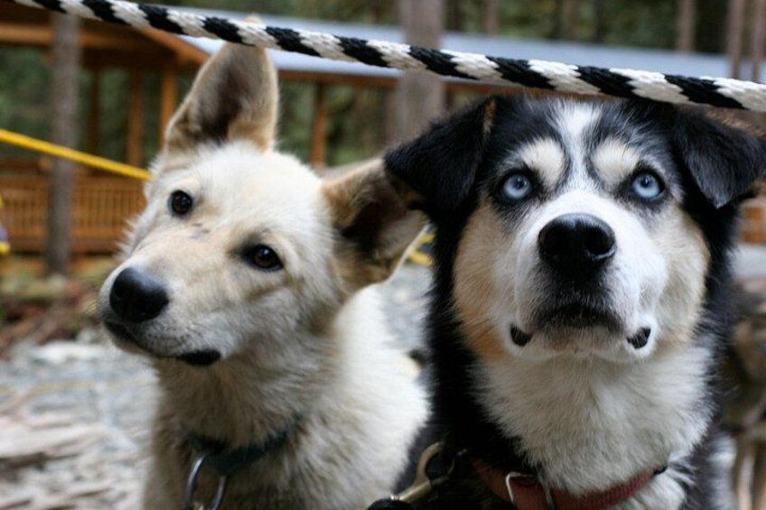 Musher's Camp® & Sled Dog Discovery in Juneau Alaska 3