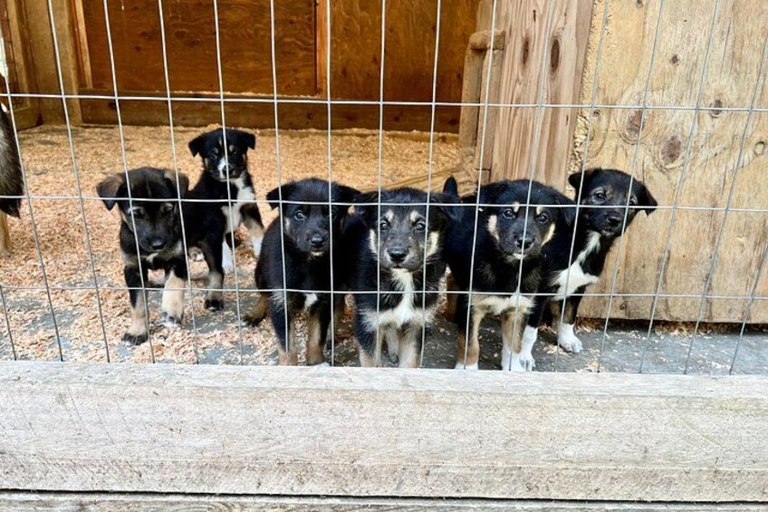 Musher's Camp® & Sled Dog Discovery in Juneau Alaska 2