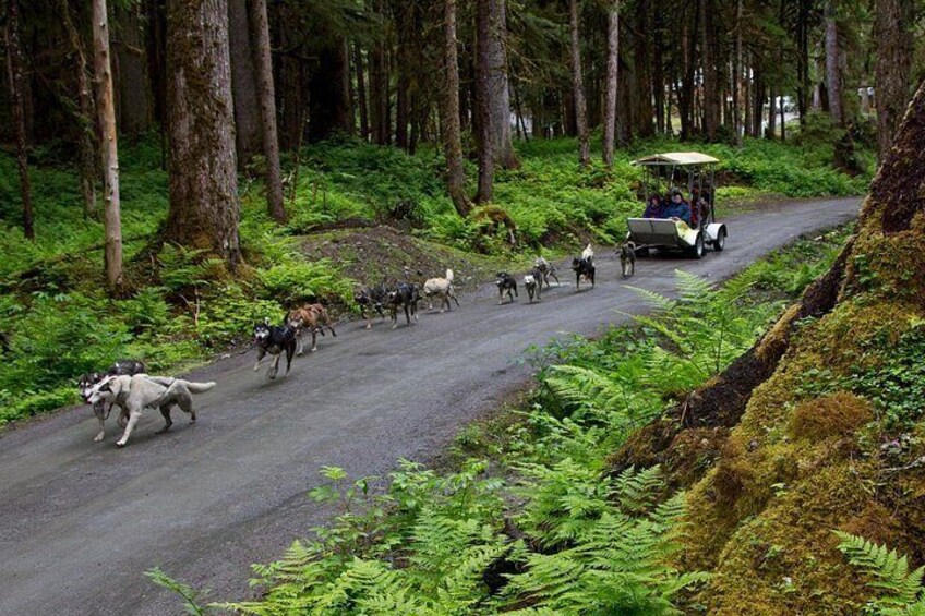 A forest road with a group of dogs and a cart. 1