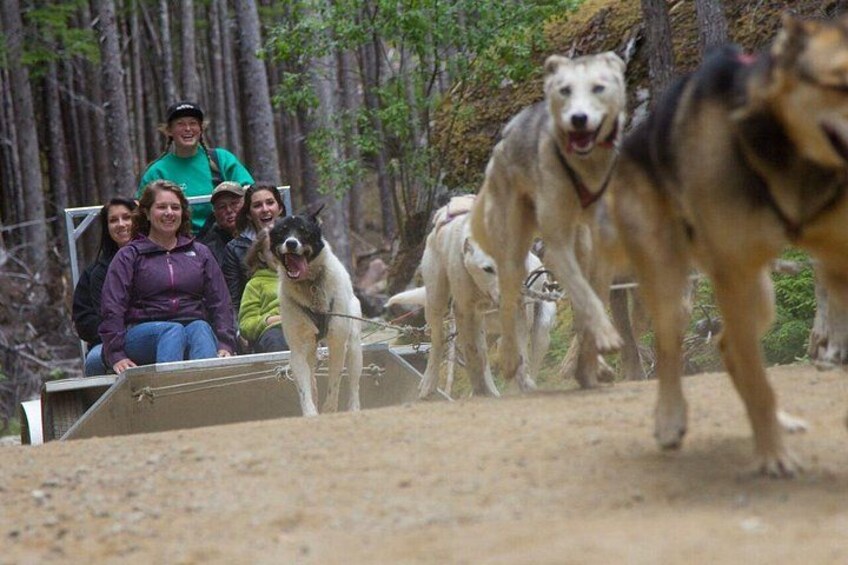 Een groep mensen op een houten platform, samen met honden, in een bebost gebied. 3