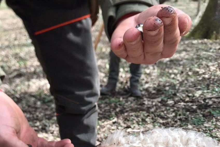 A close-up of a hand holding a small object, possibly a seed or grain, with a forested background. 3