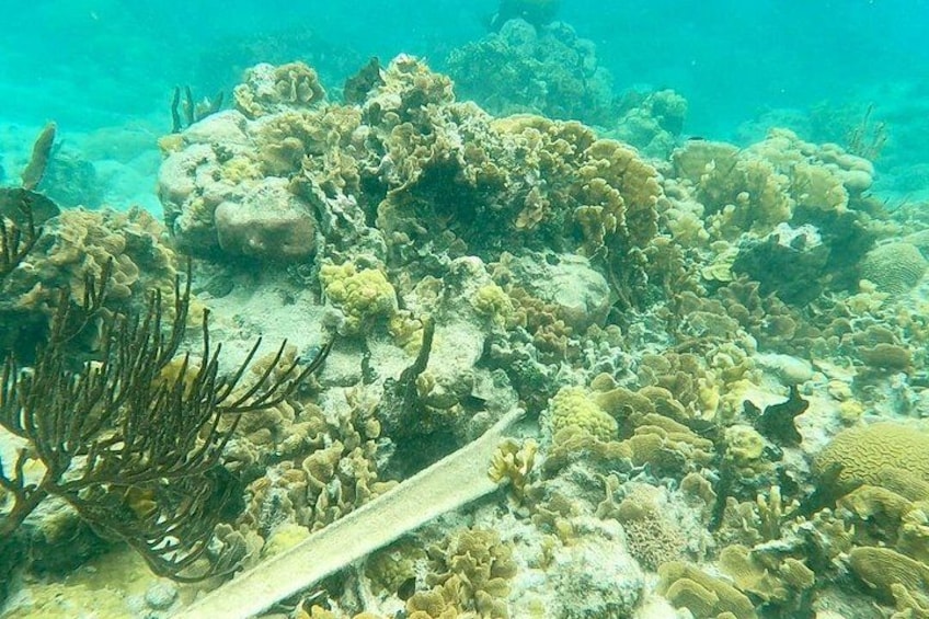A coral reef with various types of corals and marine life. 2