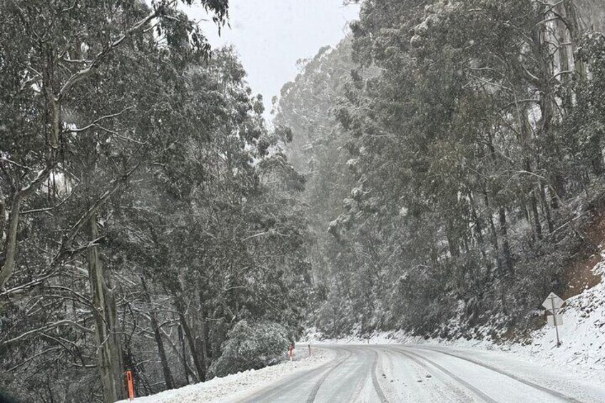 A snow-covered road flanked by dense trees in a forested area. 2