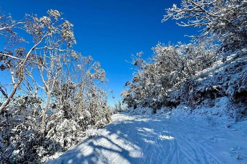 Snow laden path to Mt Baw Baw's winter wonderland. 1