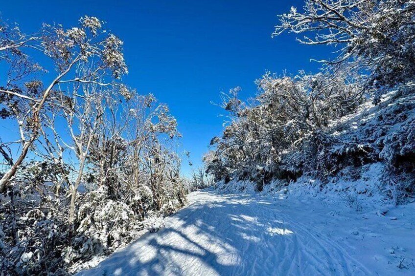 A snow-covered path flanked by trees under a clear blue sky. 1