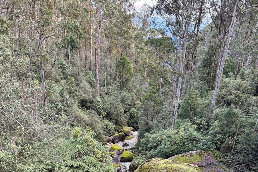Scenic Gippsland forests en route to the snow. 4