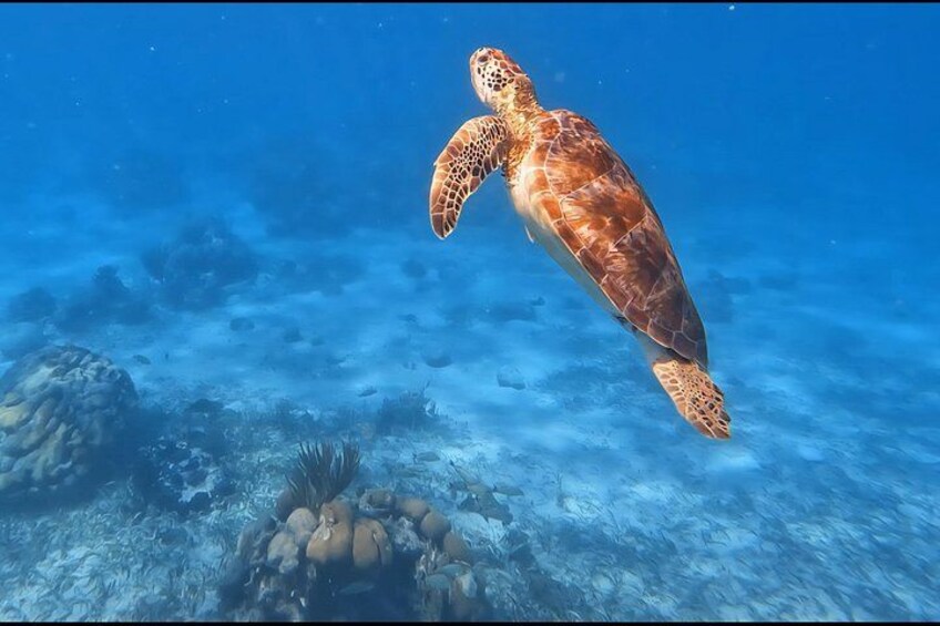A sea turtle swimming underwater. 2