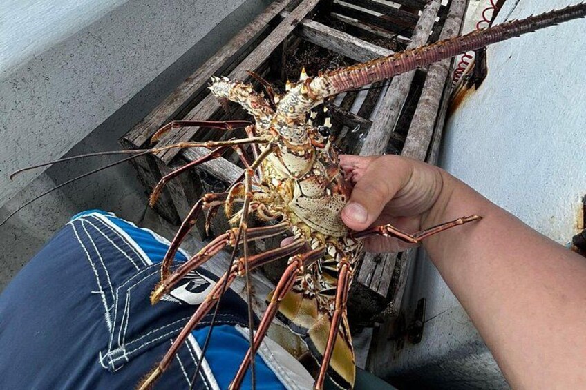 A person holding a large lobster with long antennae. 5