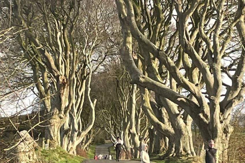 A pathway lined with tall, gnarled trees. 4