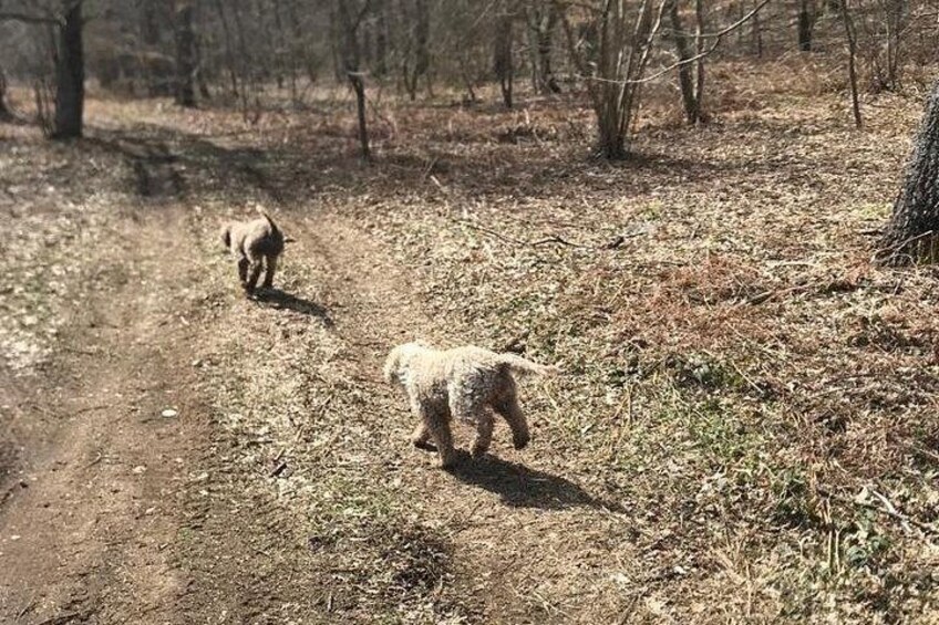 Two dogs walking on a dirt path in a wooded area. 4