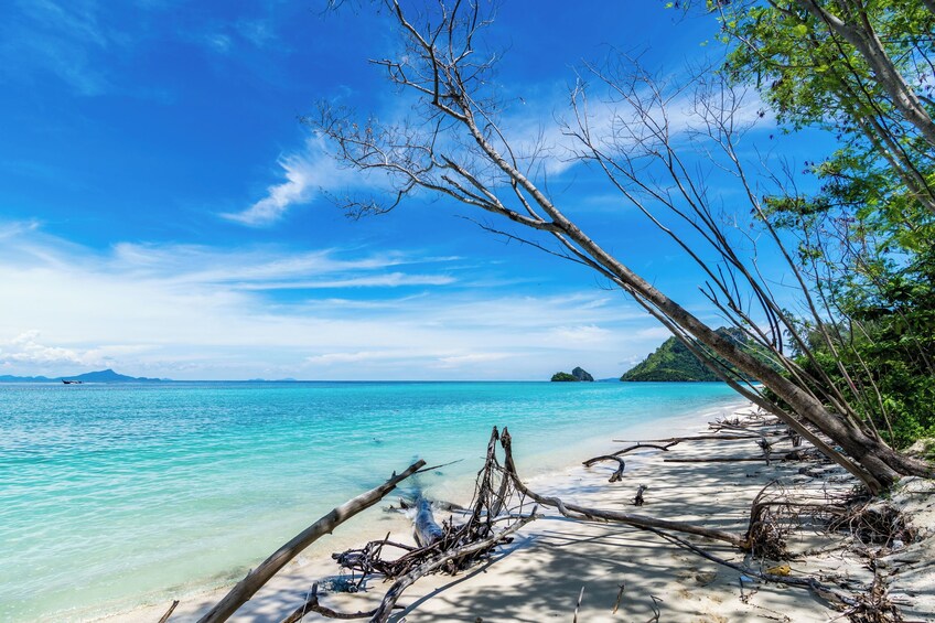 A beach with clear turquoise water, a sandy shore, and a fallen tree. 2