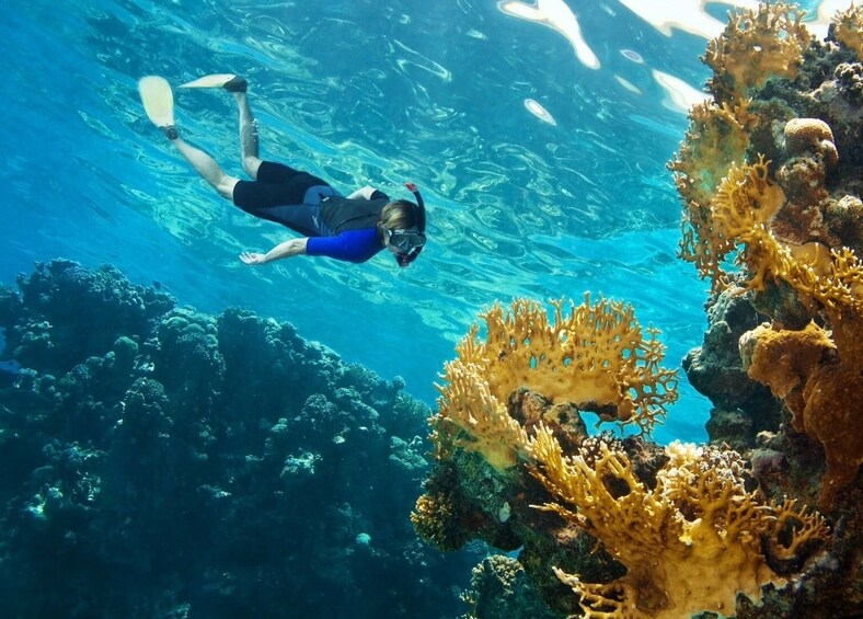 A person scuba diving near coral reefs. 4