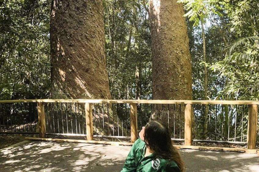 A person sitting on a bench in a forested area with tall trees and a wooden fence. 2