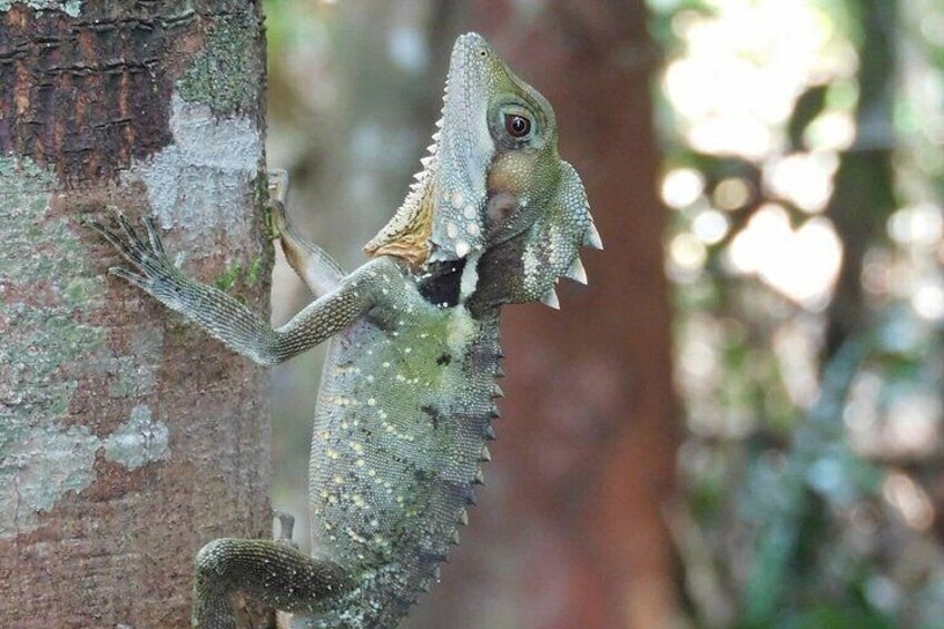 A lizard clinging to a tree trunk. 4