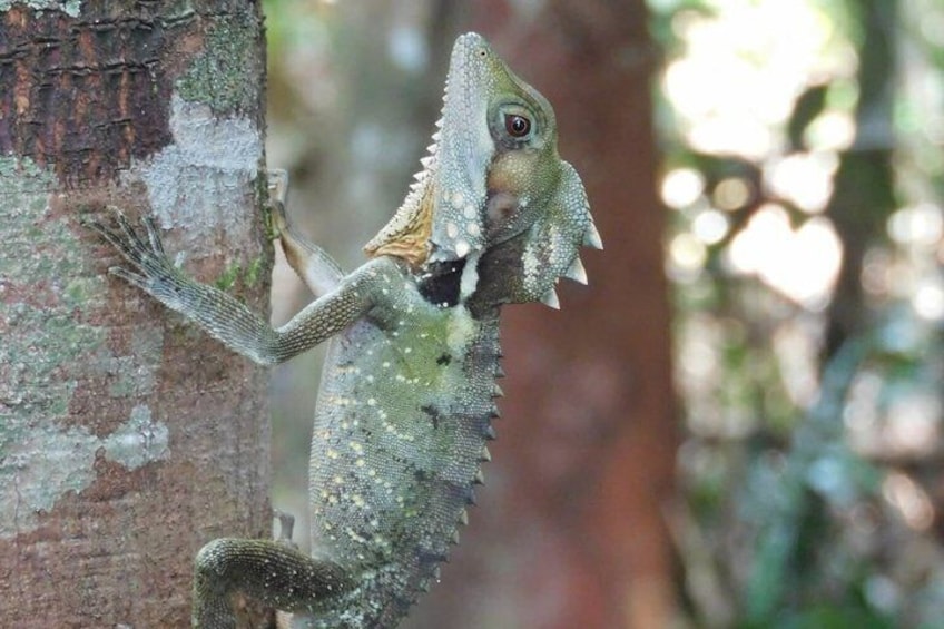 Atherton Tablelands: 2-Hour Private Aboriginal Culture Tour 3