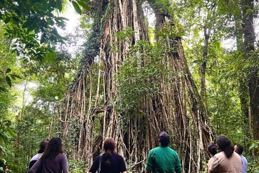 A group of people observing a large tree with extensive root systems in a forested area. 5