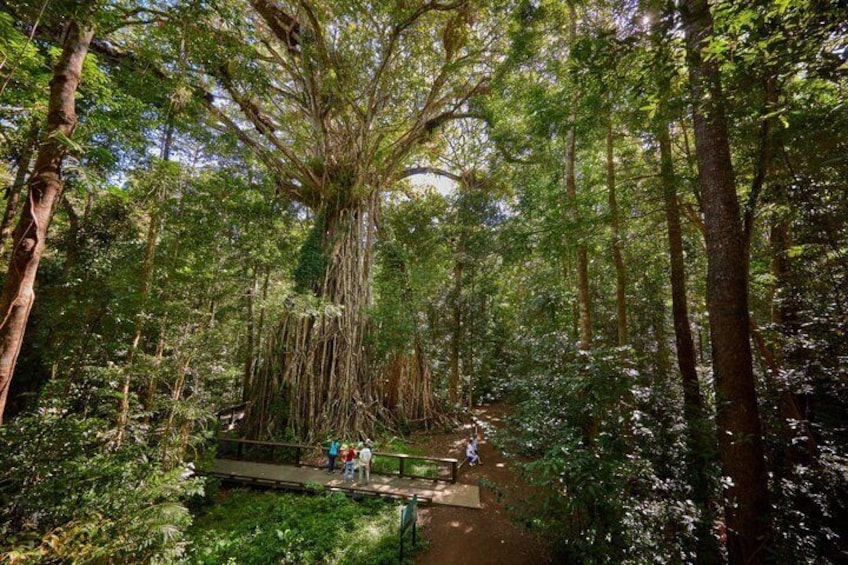 Atherton Tablelands: 2-Hour Private Aboriginal Culture Tour 4