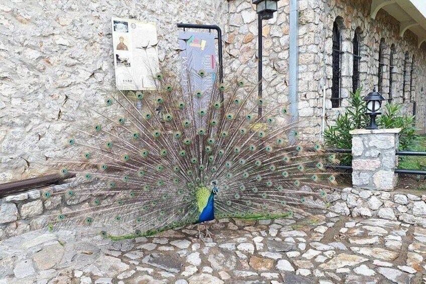 Peacock of Ohrid 2