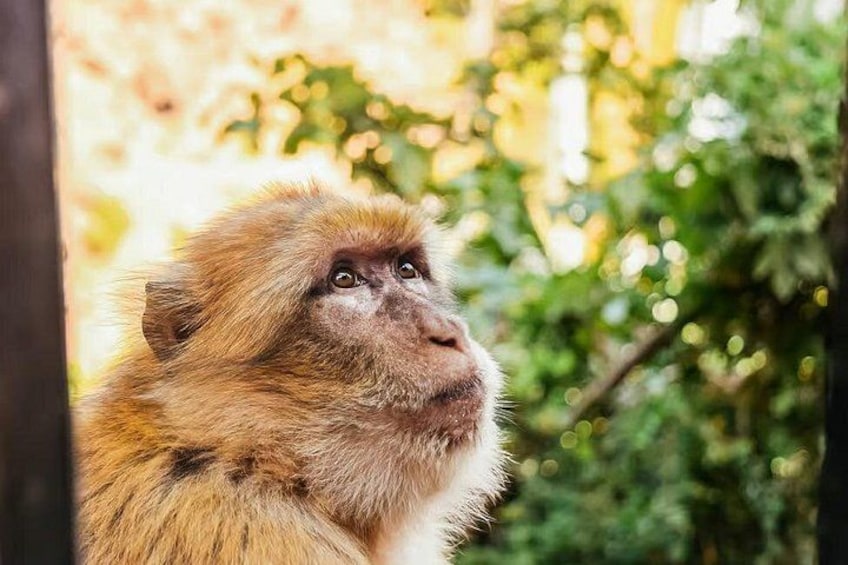 Ein Affe mit braun-weißem Fell, der aus einer Struktur blickt, wobei im Hintergrund verschwommene Grünflächen zu sehen sind. 1