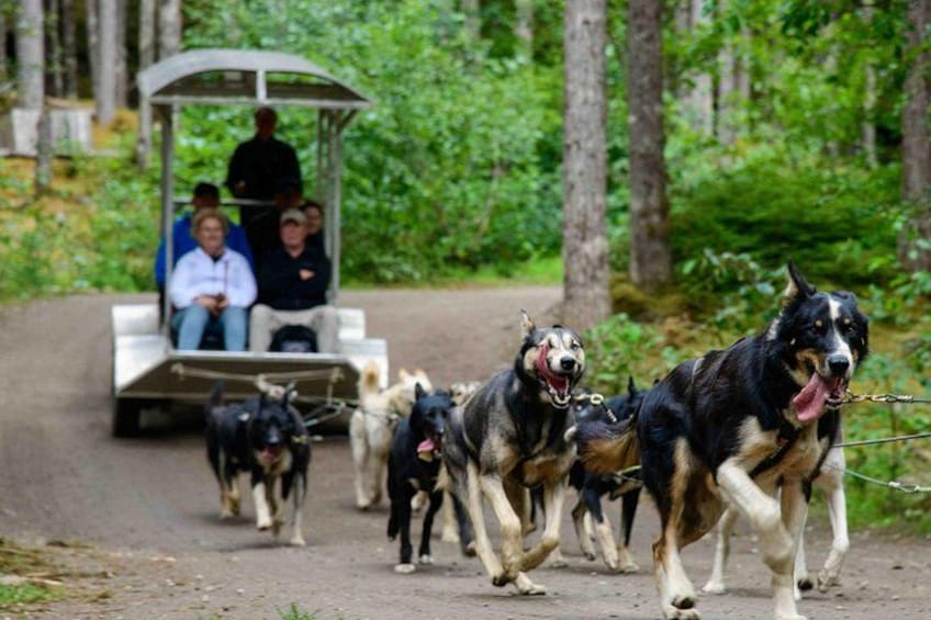 A group of dogs pulling a carriage with people seated inside, on a dirt path surrounded by trees. 1