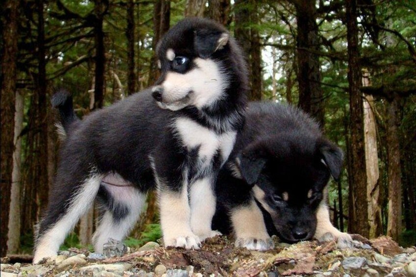 To huskyhvalpe i en skov. 2