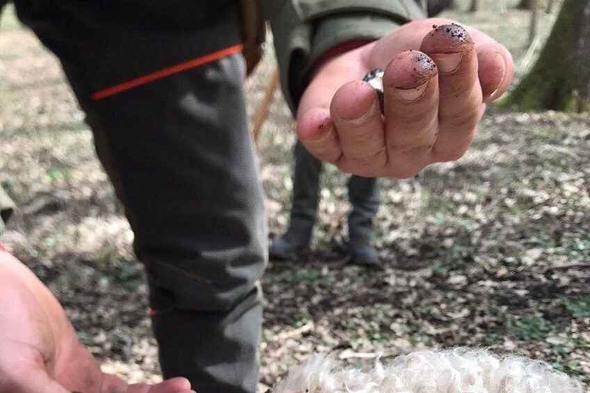 A person holding a small object, possibly a seed or a piece of wood, in a forested area. 3