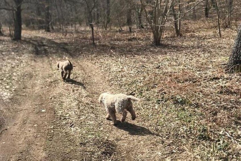 Truffle Hunting and Wine Tasting in Irpinia with Transfer 4