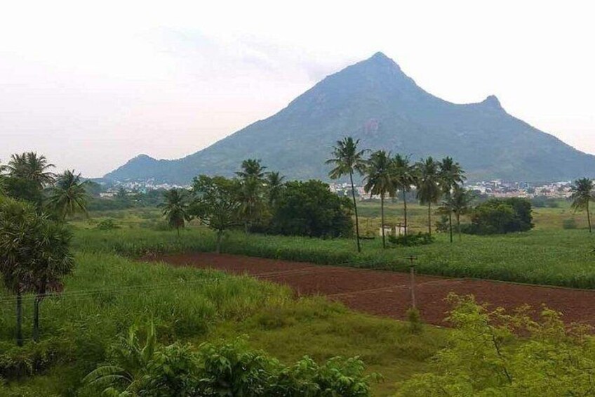 A mountain, palm trees, and a field. 2