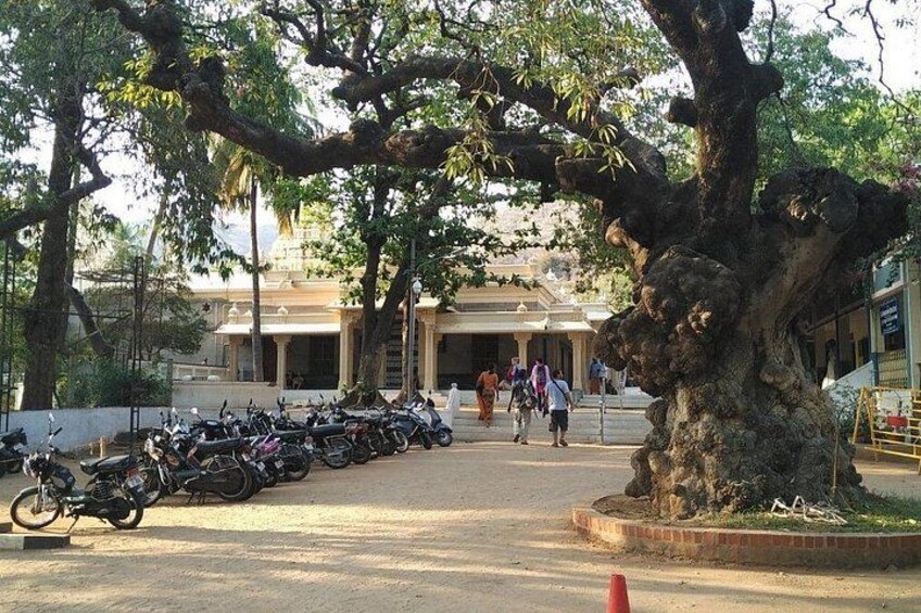 A tree-lined parking area with motorcycles parked in rows, a building in the background, and a few people walking. 3