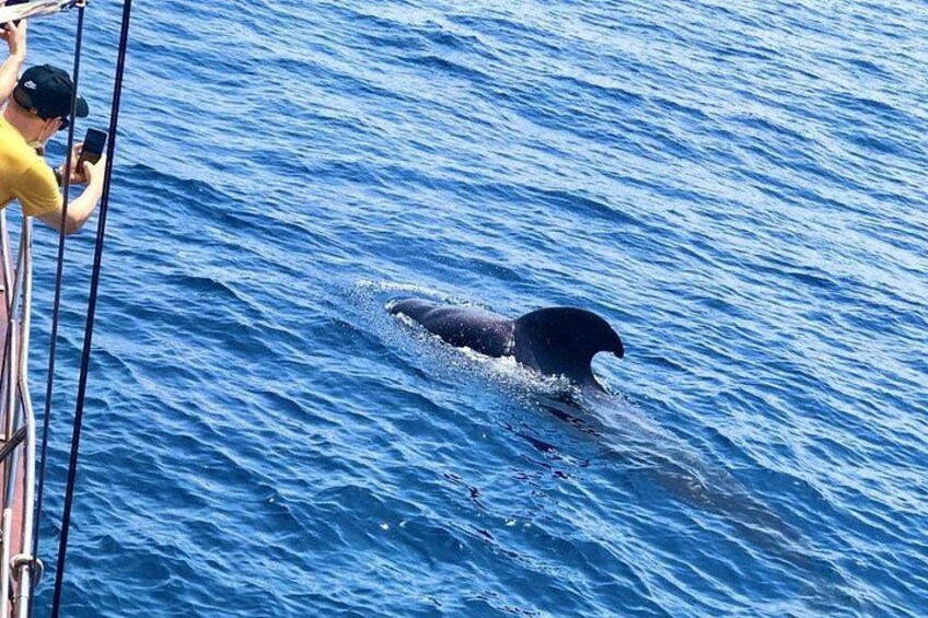 Tenerife: Whale & Dolphin Watching Cruise & Swim, Los Cristianos 3