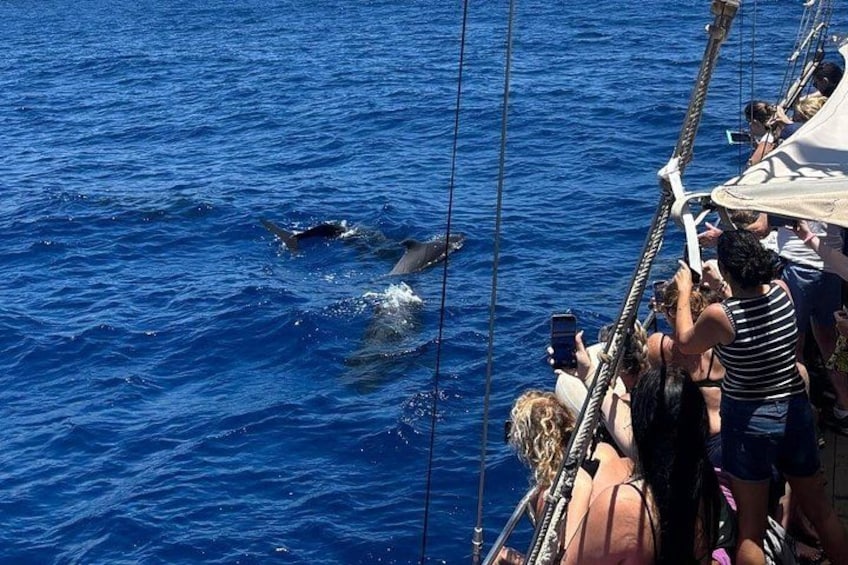 A dolphin swimming near a boat with people observing. 2