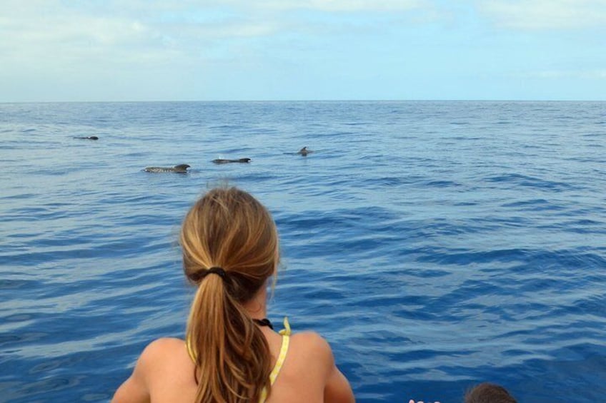 Tenerife: Whale & Dolphin Watching Cruise & Swim, Los Cristianos 1