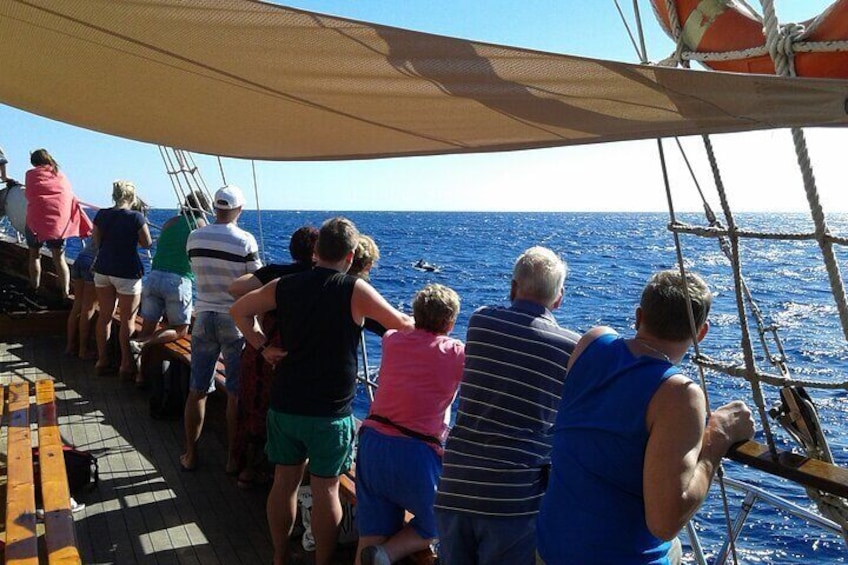 Tenerife: Whale & Dolphin Watching Cruise & Swim, Los Cristianos 2