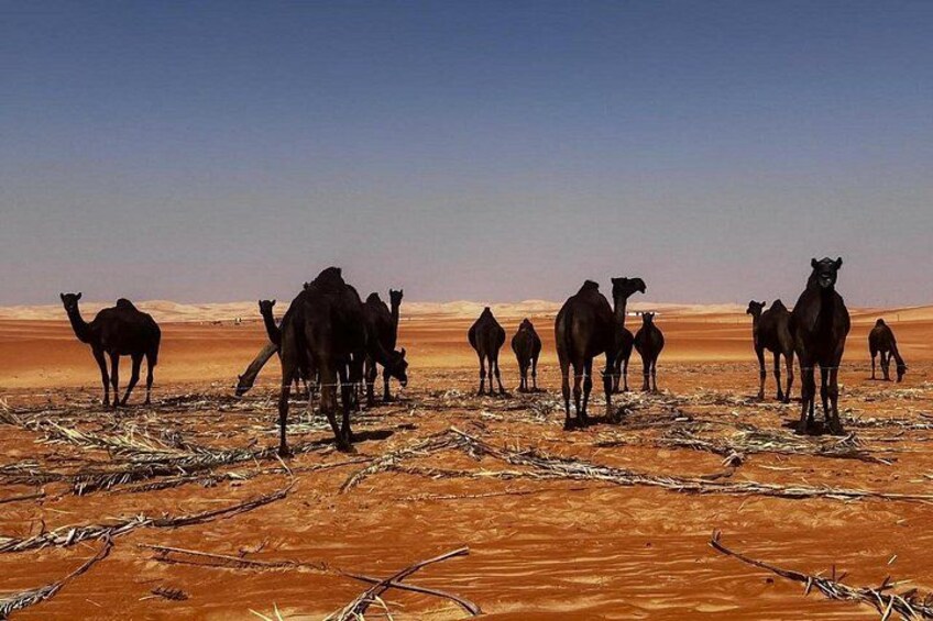 Un grupo de camellos en un paisaje desértico. 2
