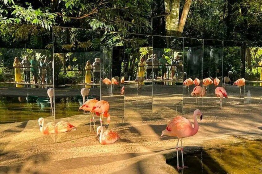 Bird and Waterfall Park side of Brazil with PRIVATE Guide 2