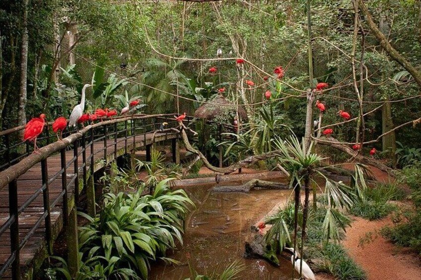 Un puente de madera sobre un arroyo en un bosque frondoso, con aves rojas posadas sobre él. 3
